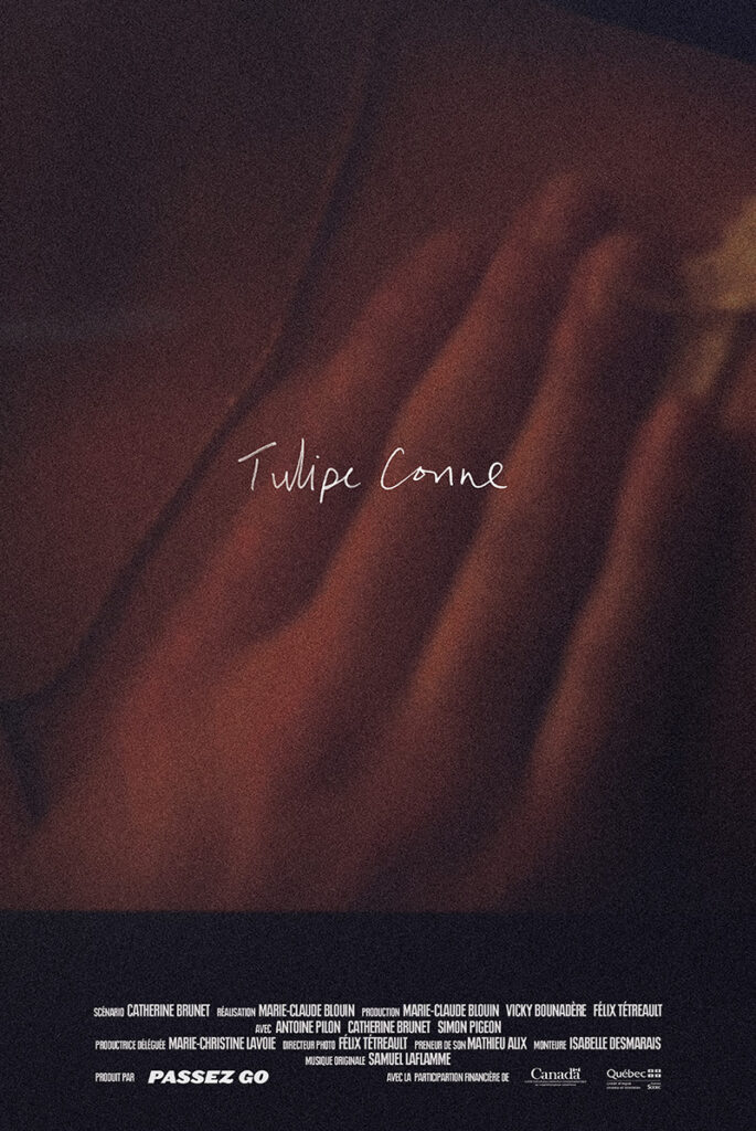 Tulipe conne